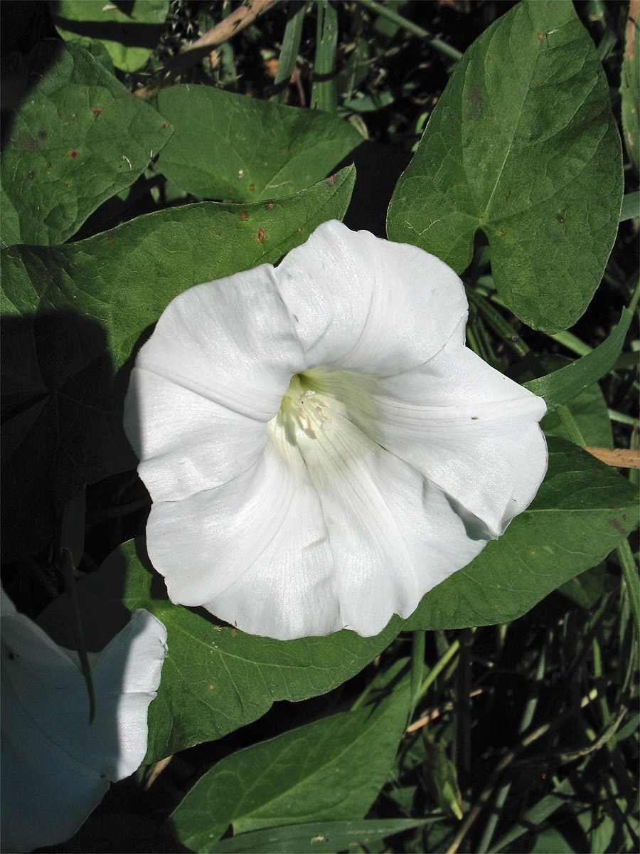 Image of Calystegia sepium specimen.