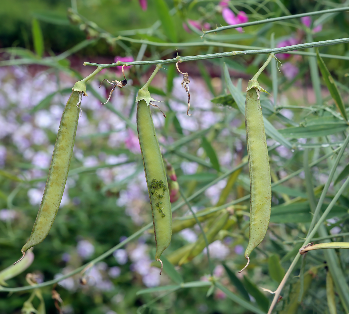 Изображение особи Lathyrus latifolius.