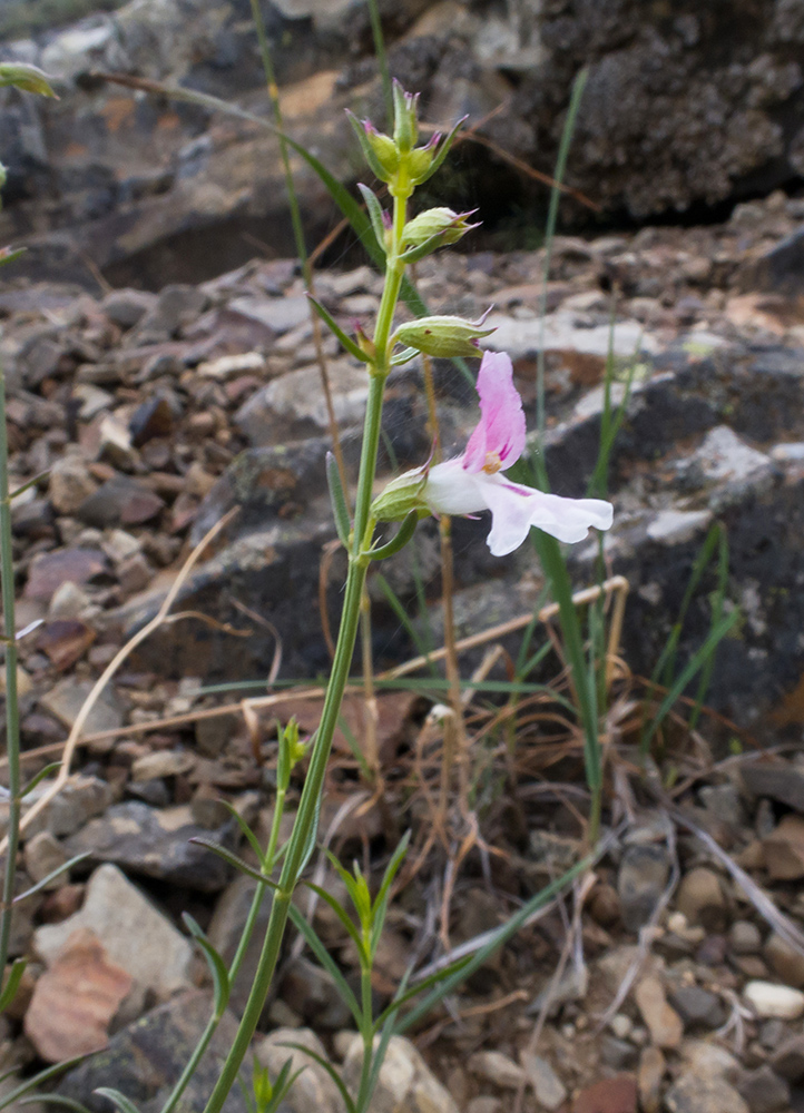 Image of Stachys angustifolia specimen.