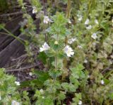 genus Euphrasia