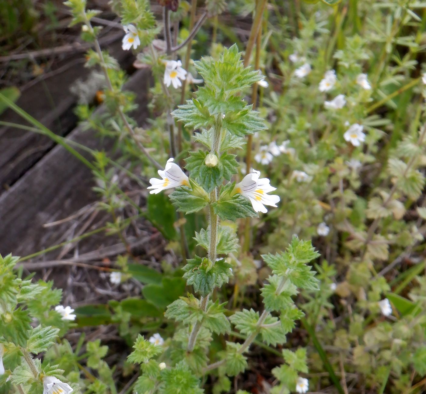 Изображение особи род Euphrasia.