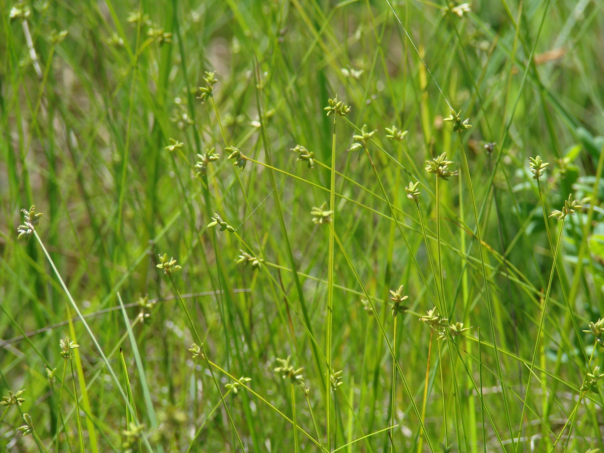 Изображение особи Carex tenuiflora.