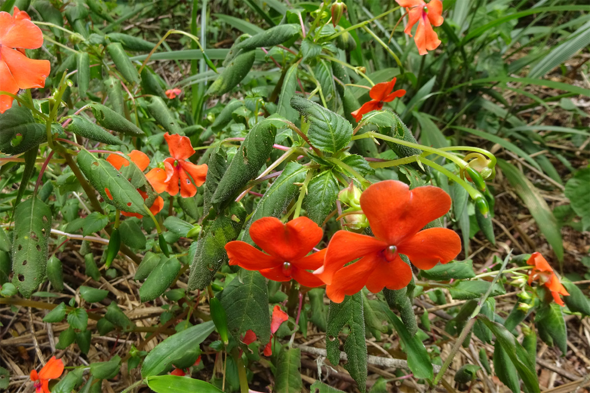 Изображение особи Impatiens walleriana.