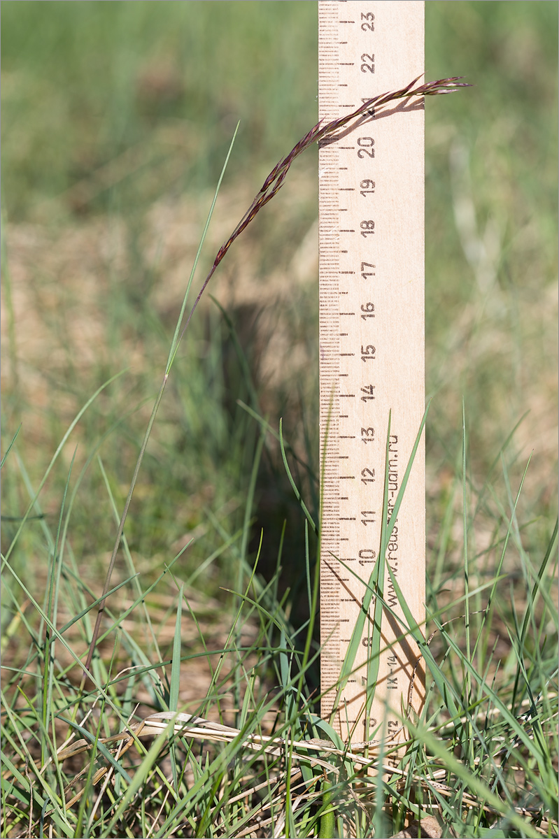 Image of Festuca rubra specimen.