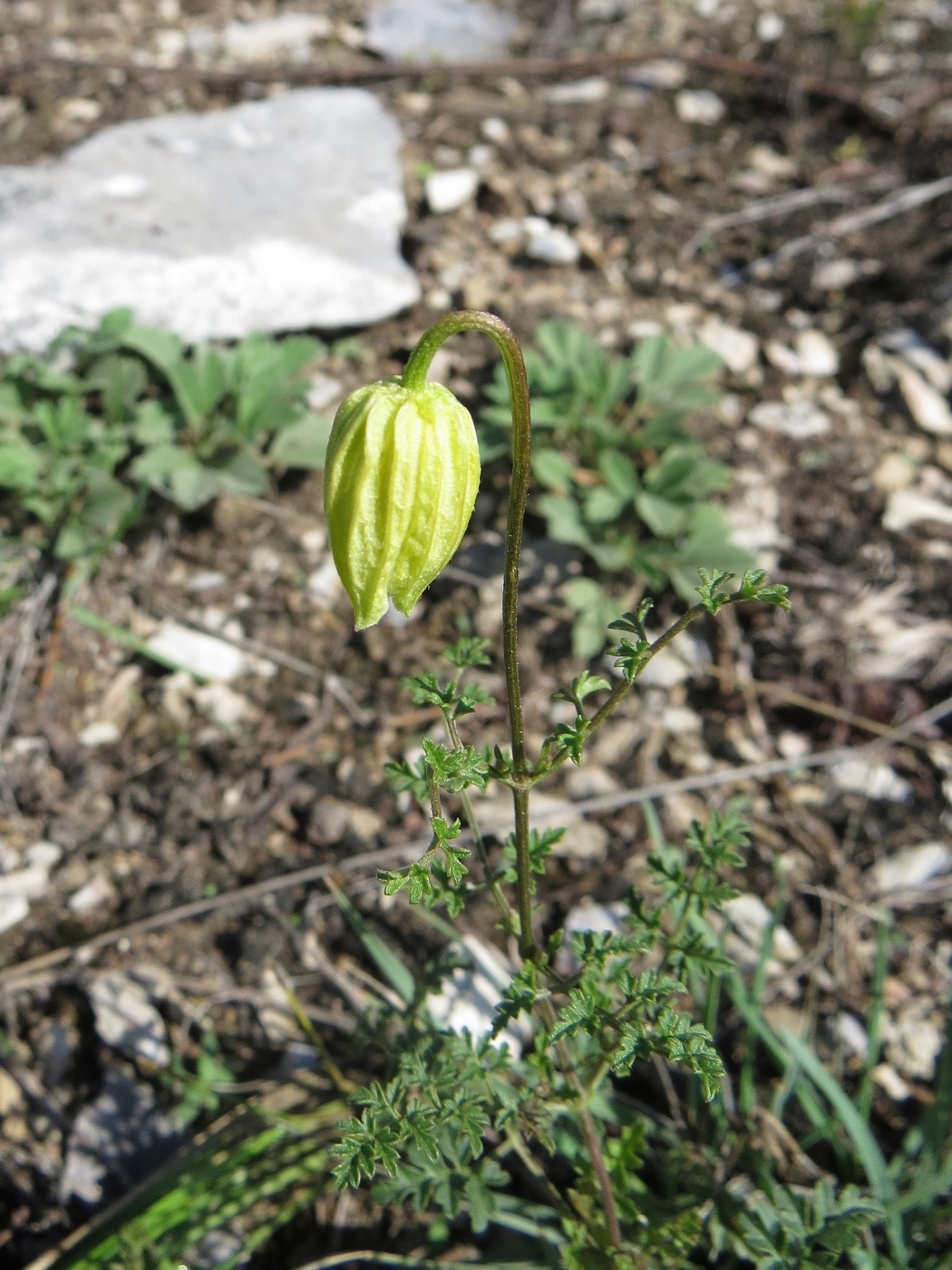 Image of Clematis latisecta specimen.