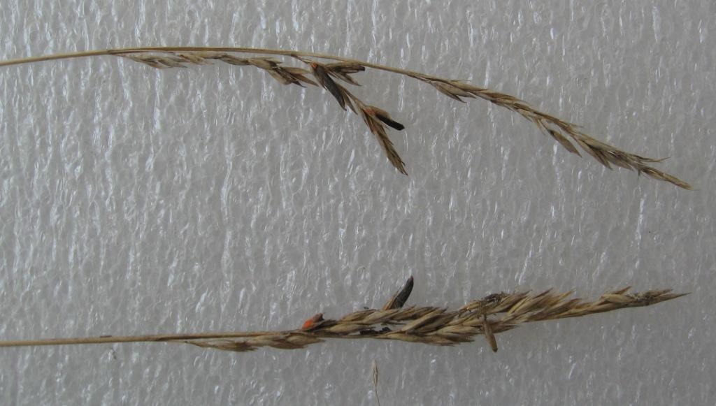 Image of familia Poaceae specimen.