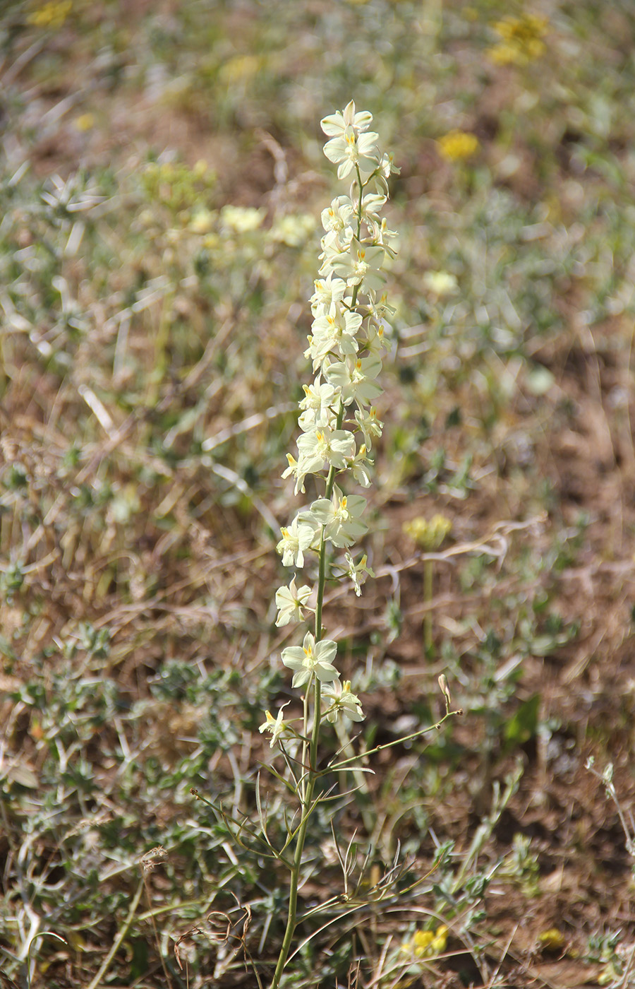 Изображение особи Delphinium semibarbatum.