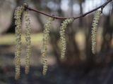 Corylus cornuta. Веточка с мужскими соцветиями. Санкт-Петербург, парк Ботанического сада БИН РАН, в культуре. 17.04.2021.