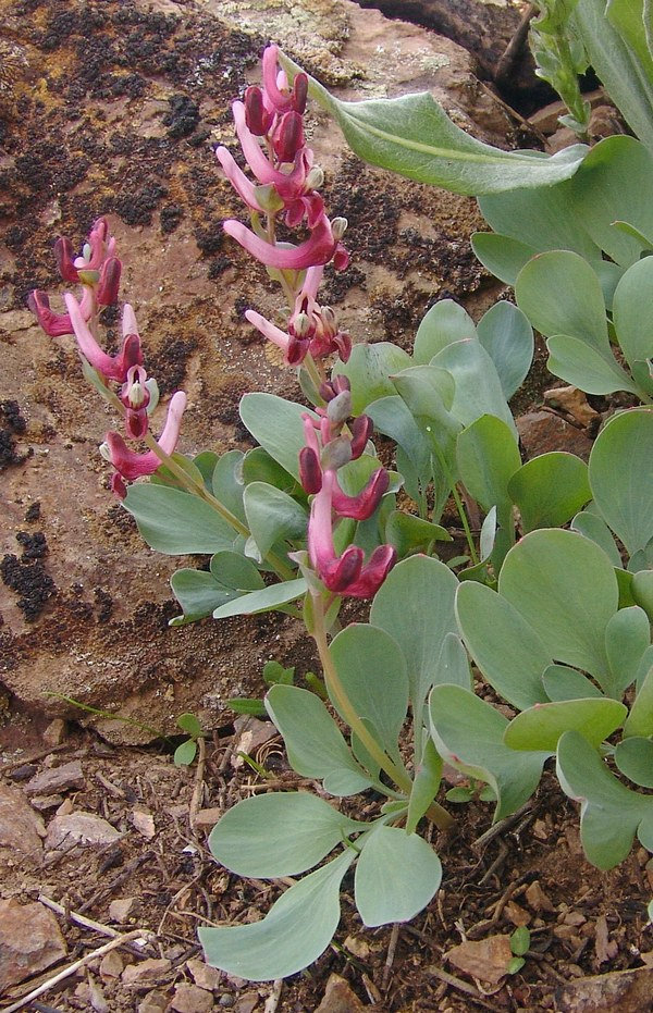 Изображение особи Corydalis ledebouriana.