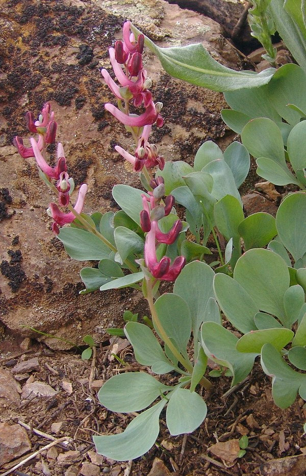 Image of Corydalis ledebouriana specimen.