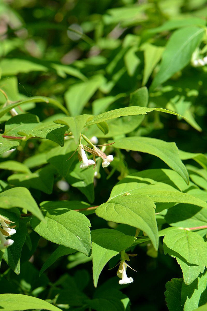 Image of genus Abelia specimen.