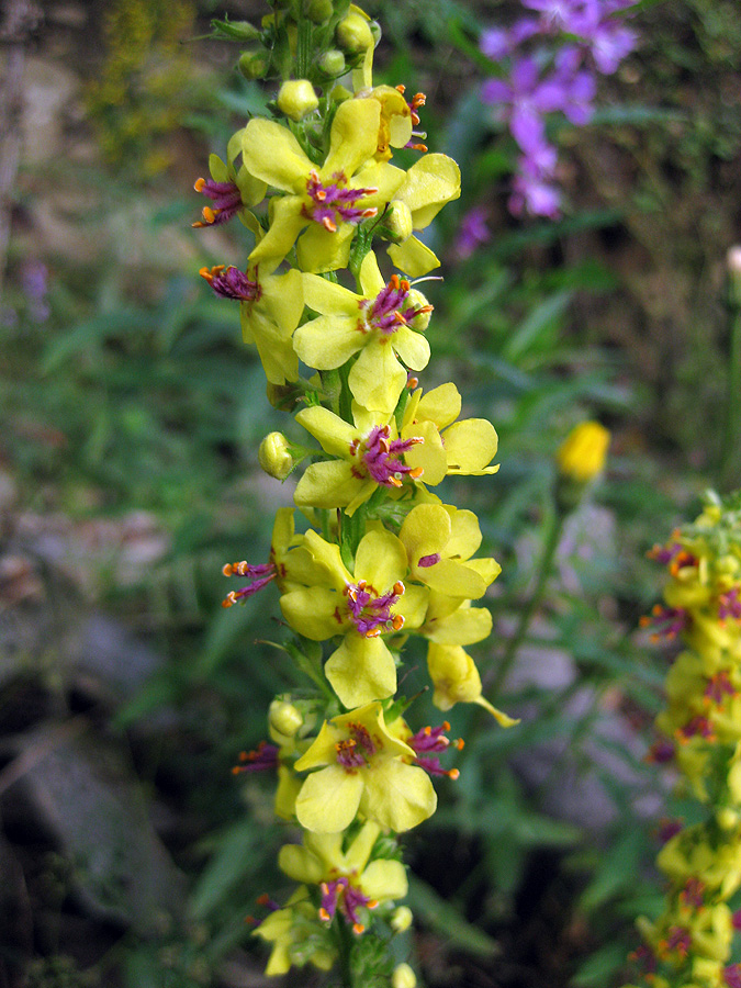 Image of Verbascum nigrum specimen.