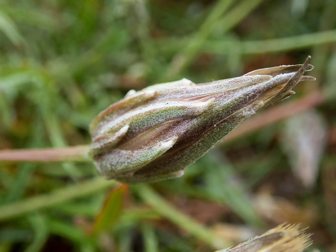 Image of Scorzonera cana specimen.