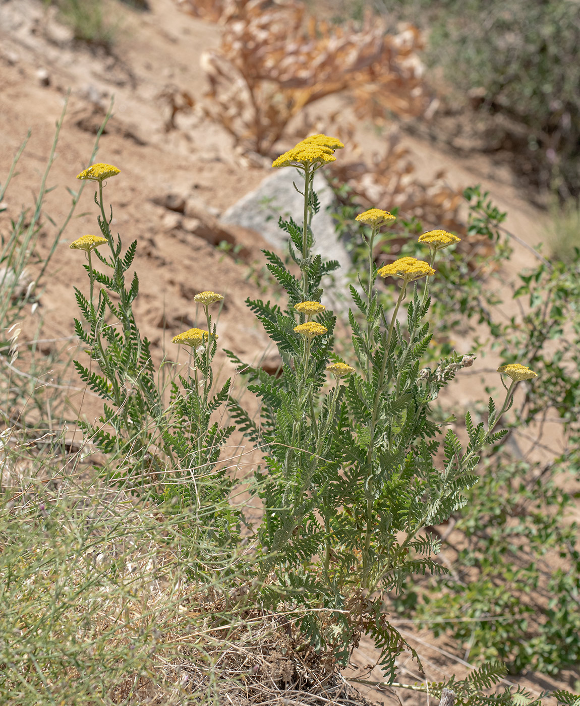 Image of Achillea filipendulina specimen.