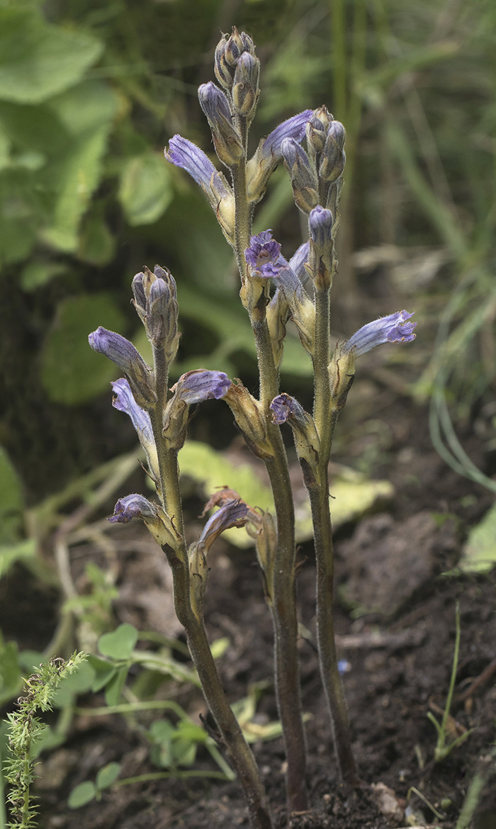 Изображение особи Phelipanche purpurea.