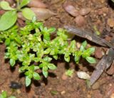 Pilea microphylla