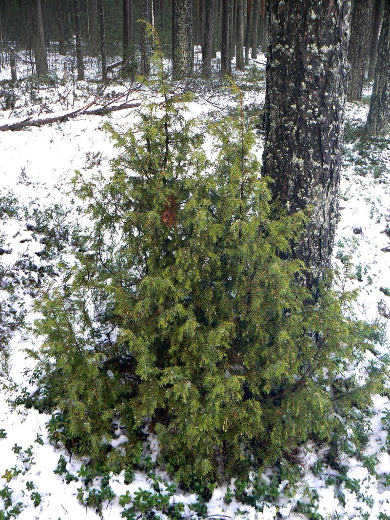 Изображение особи Juniperus communis.