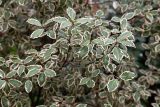 genus Pittosporum. Верхушка ветки. Франция, г. Париж, парк \"Бют-Шомон\", в озеленении. 13.01.2020.