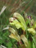 genus Pedicularis. Цветки на верхушке растения. Северная Осетия, гор. округ Владикавказ, окр. с. Чми, ок. 1300 м н.у.м., среднегорный луг. 07.05.2021.