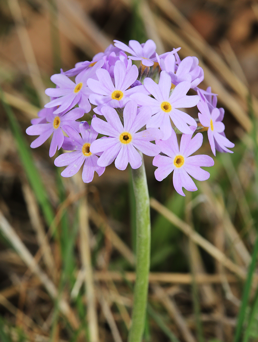 Image of Primula fistulosa specimen.