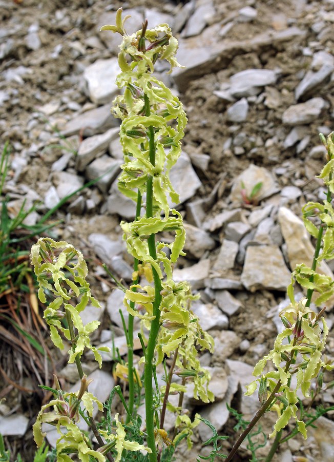 Изображение особи Matthiola daghestanica.