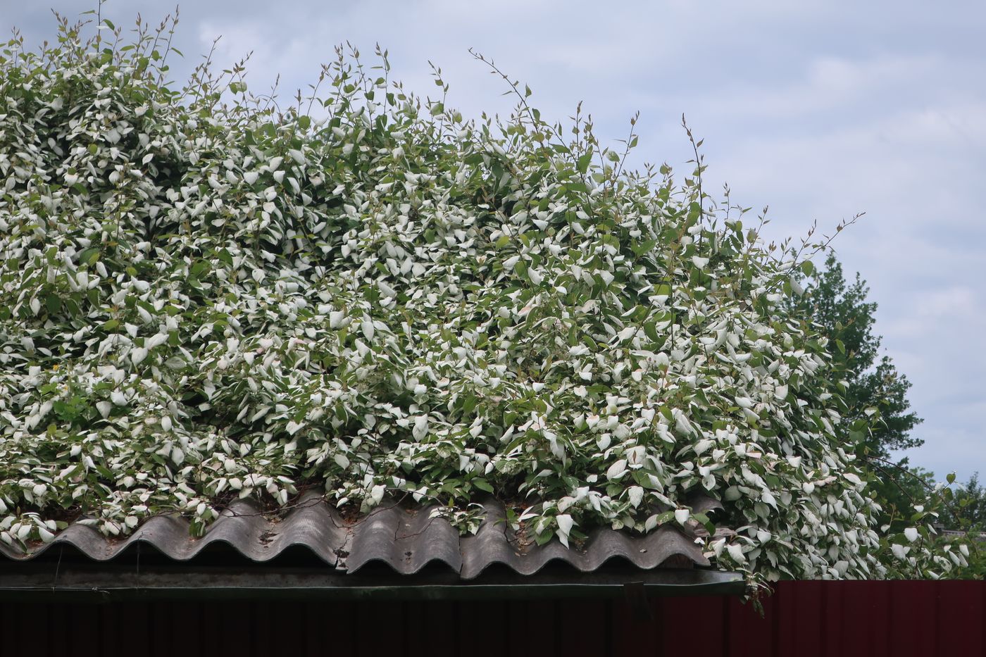 Image of Actinidia kolomikta specimen.