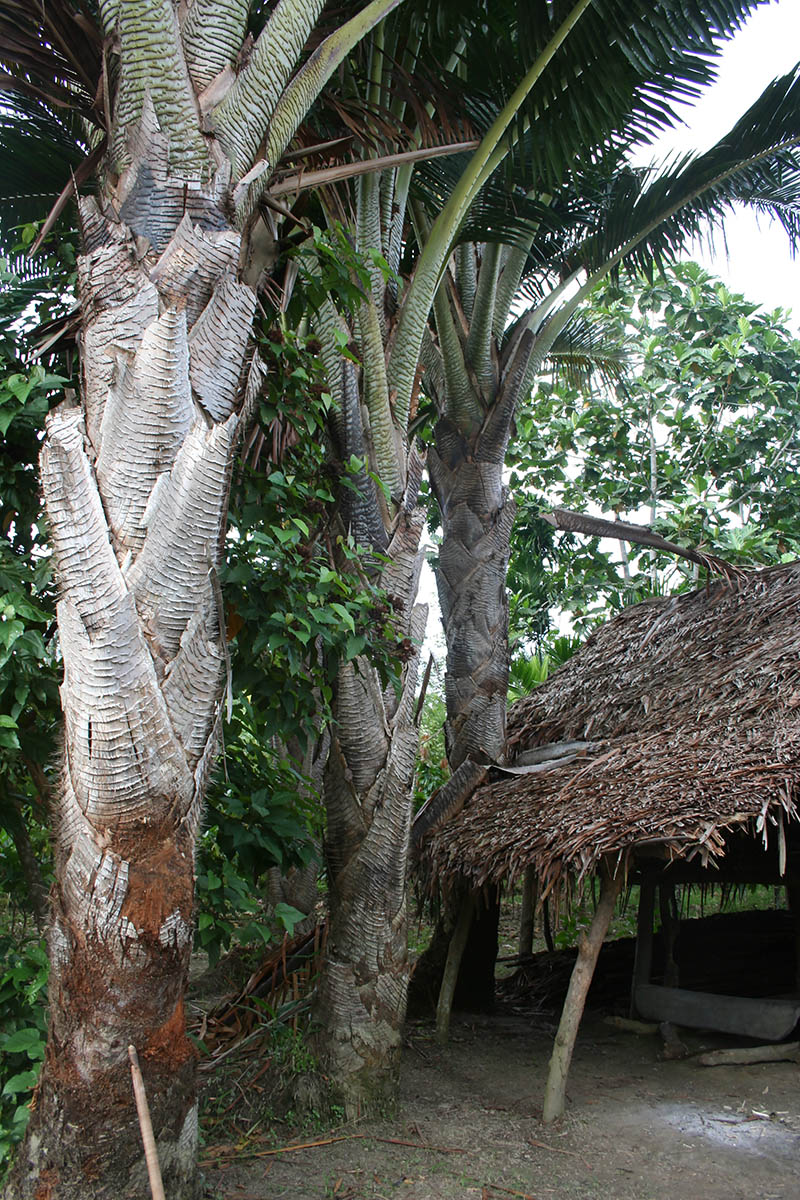 Изображение особи семейство Arecaceae.