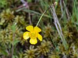 Ranunculus repens