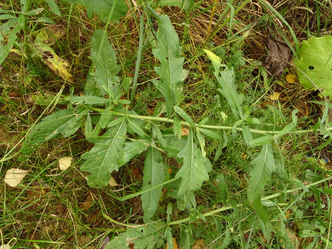 Image of Cirsium arvense specimen.