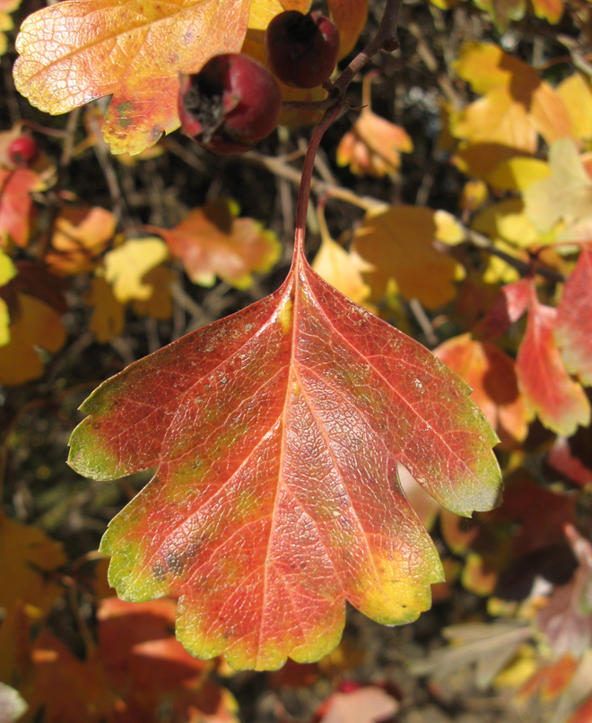 Image of Crataegus &times; media specimen.