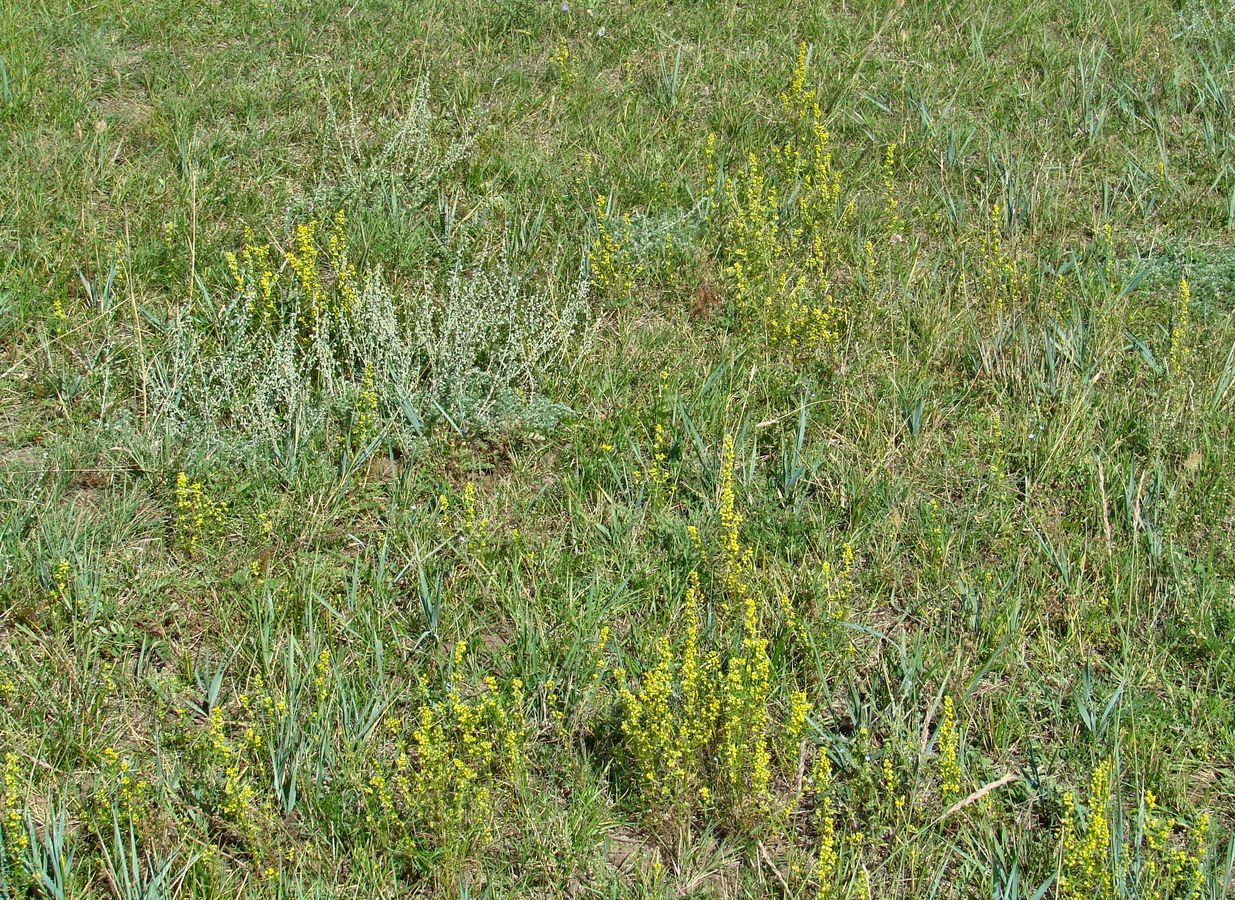 Image of Artemisia palustris specimen.