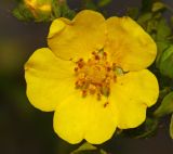 Potentilla acervata