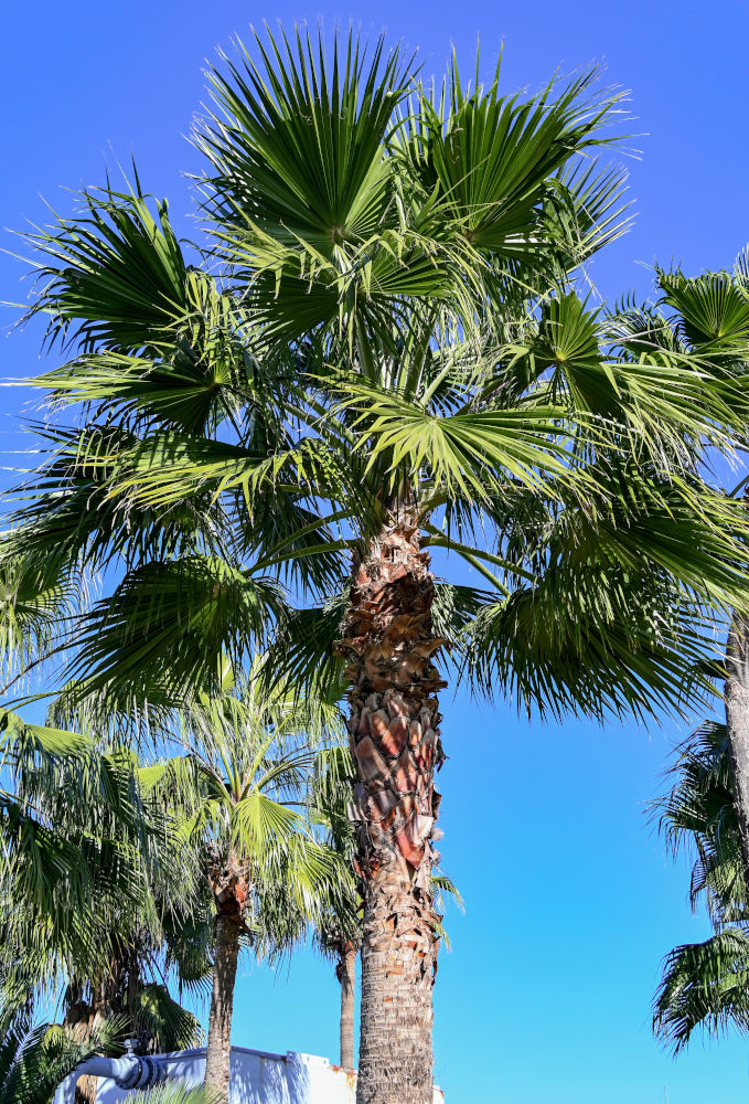 Изображение особи Washingtonia robusta.