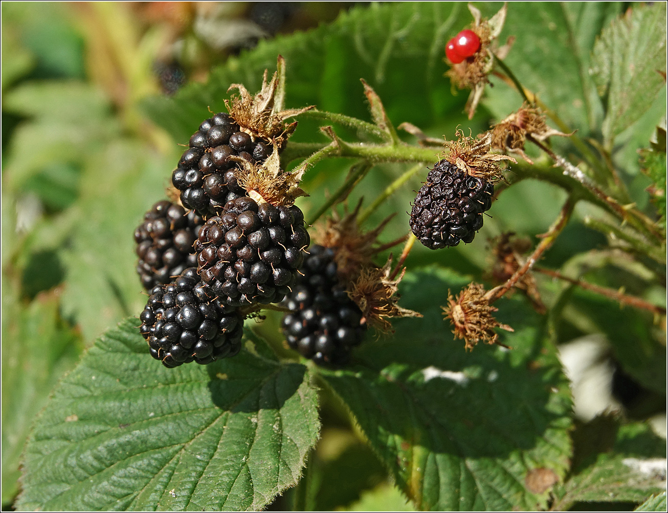 Изображение особи Rubus allegheniensis.