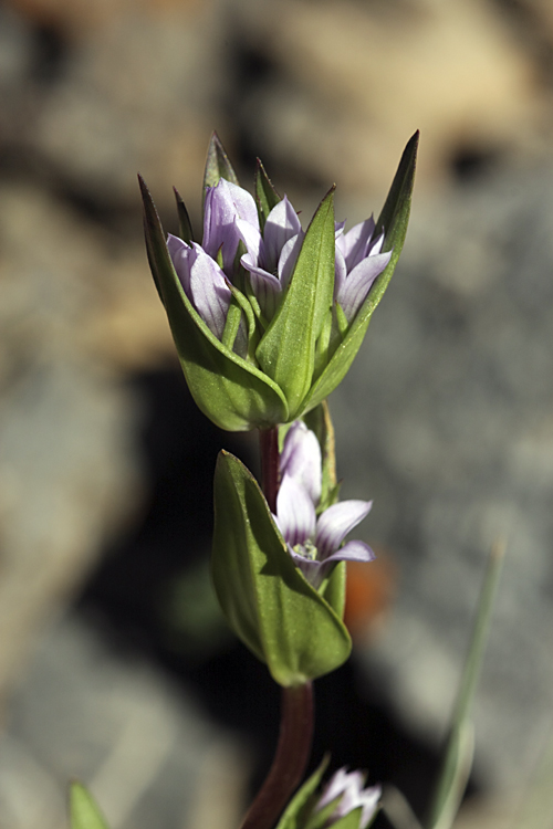 Image of Gentianella turkestanorum specimen.