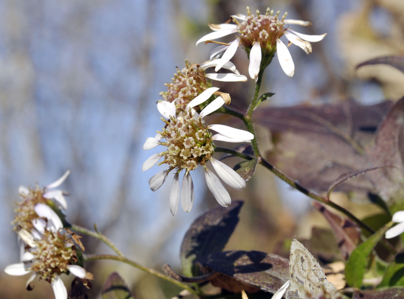 Image of Aster ageratoides specimen.