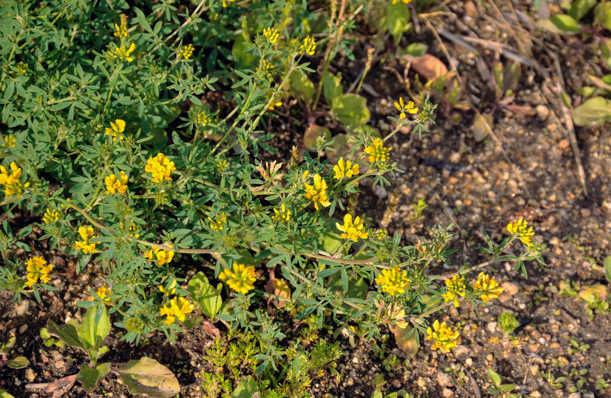 Изображение особи Medicago falcata.