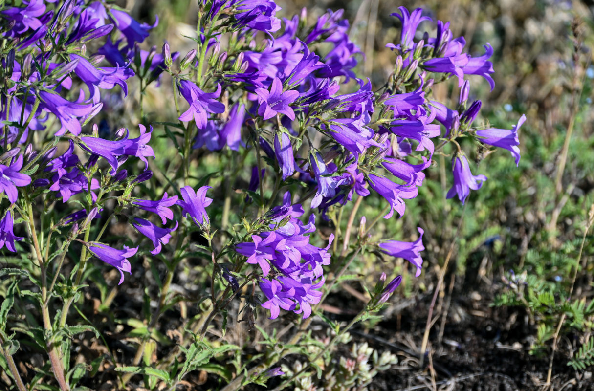 Image of Campanula hohenackeri specimen.