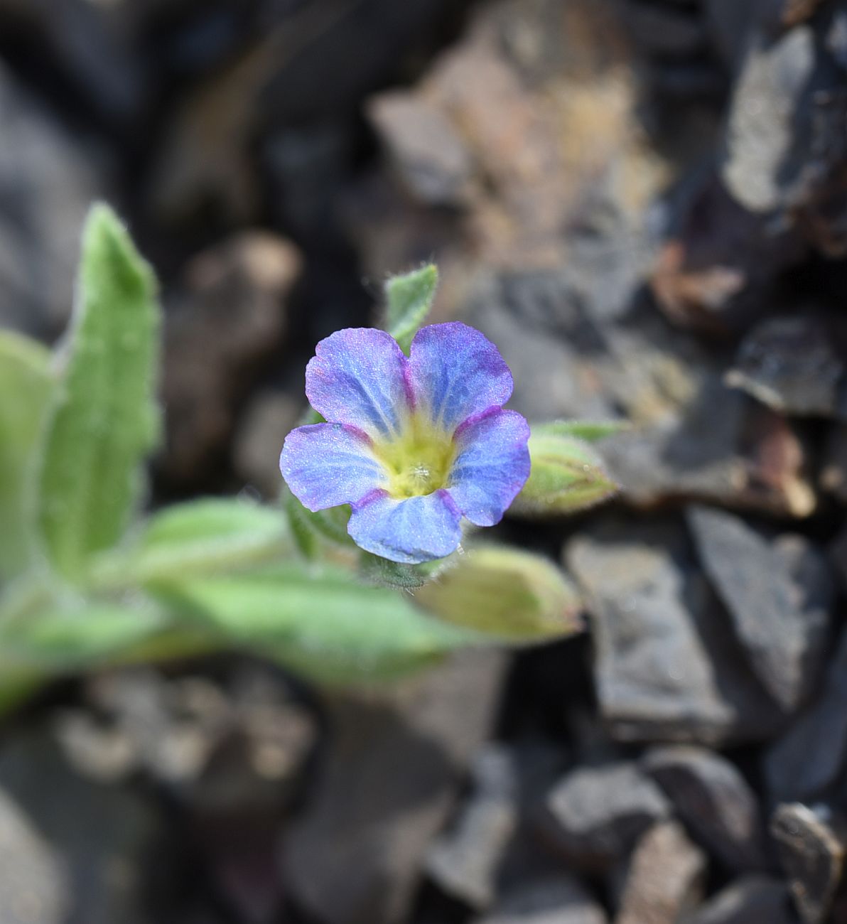 Изображение особи Nonea versicolor.