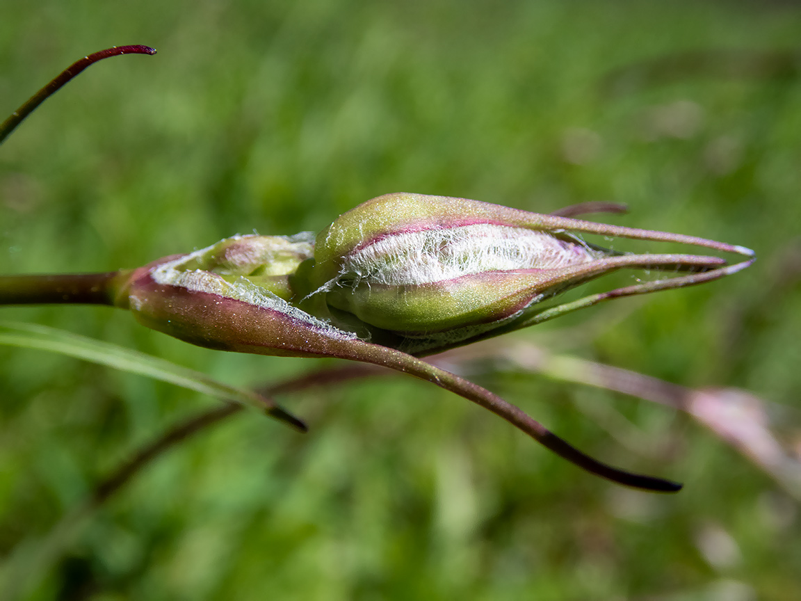 Image of Viscaria vulgaris specimen.