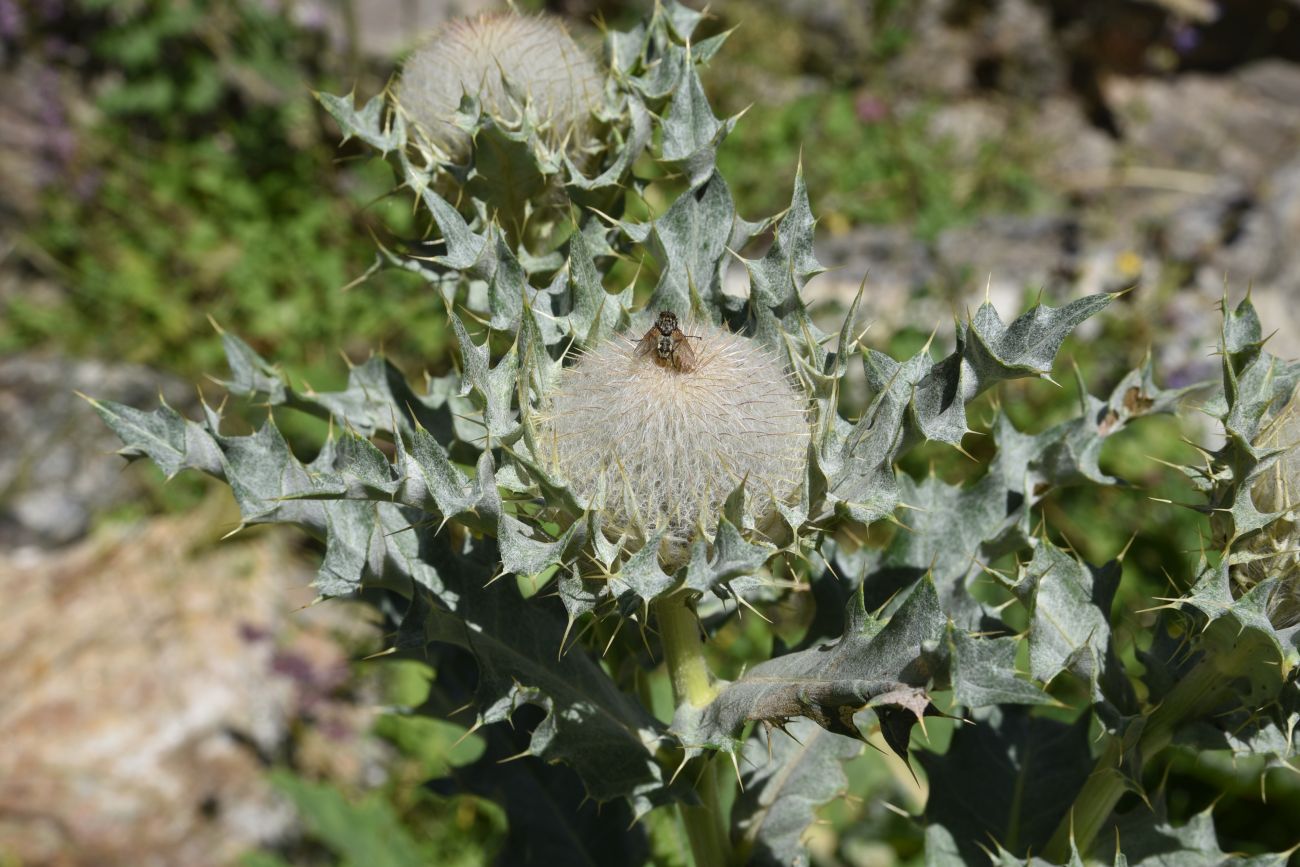 Изображение особи Cirsium cephalotes.