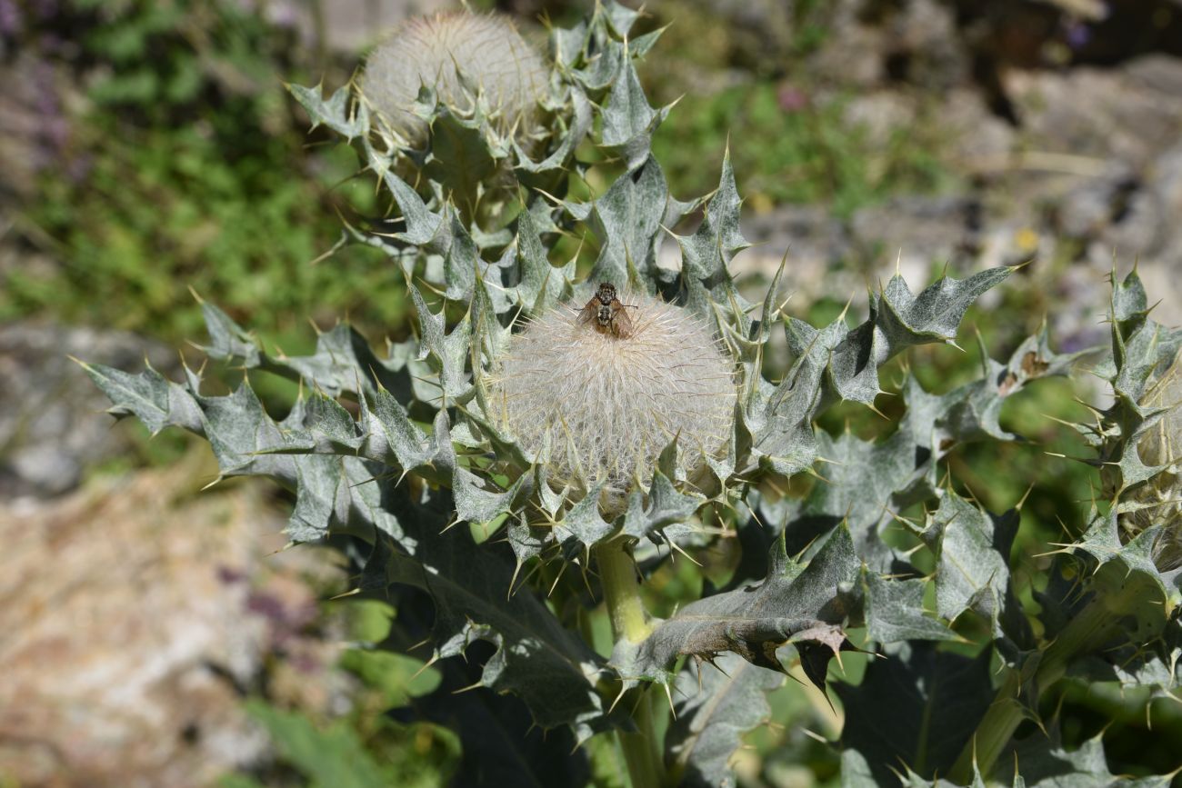 Image of Cirsium cephalotes specimen.