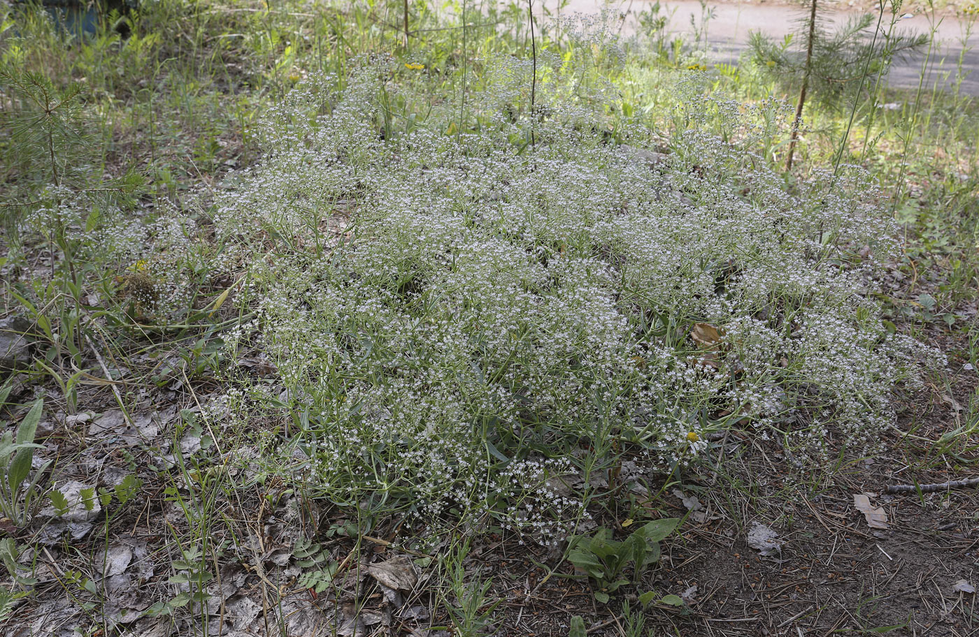 Image of Gypsophila paniculata specimen.