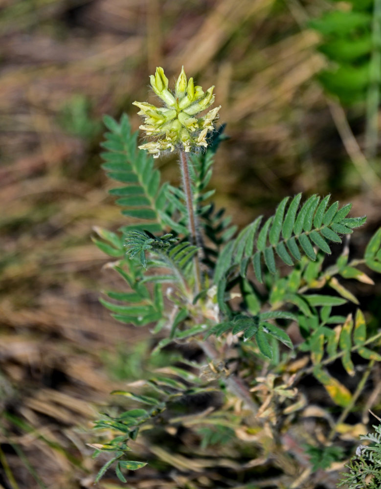 Image of Oxytropis pilosa specimen.