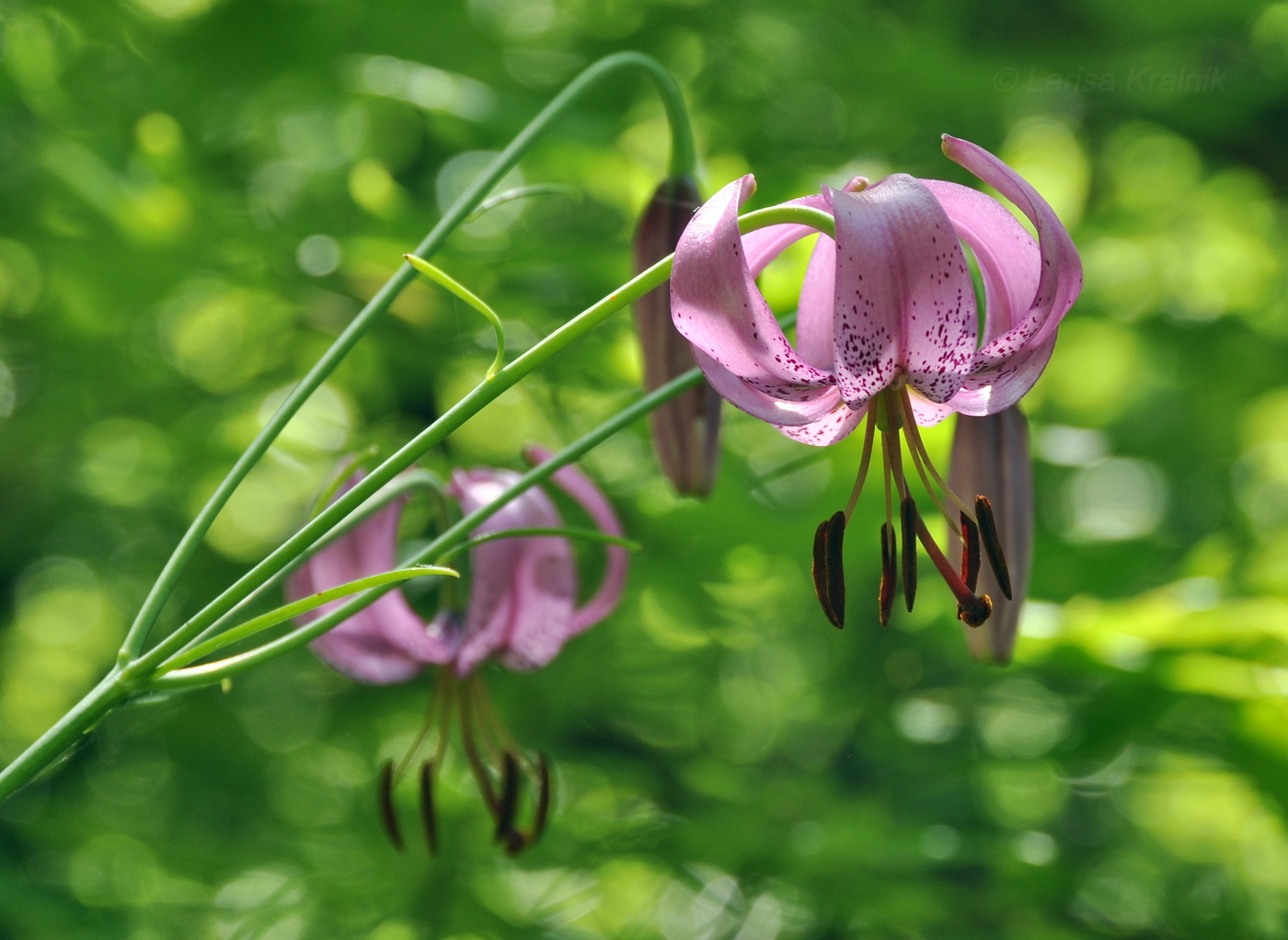 Image of Lilium cernuum specimen.