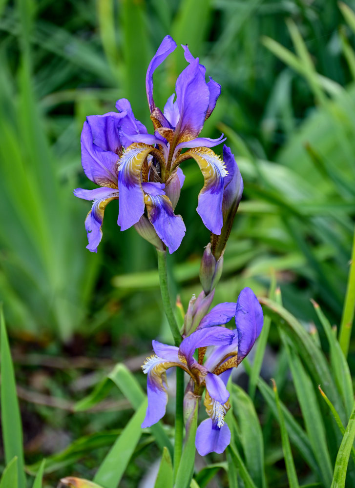 Image of Iris alberti specimen.