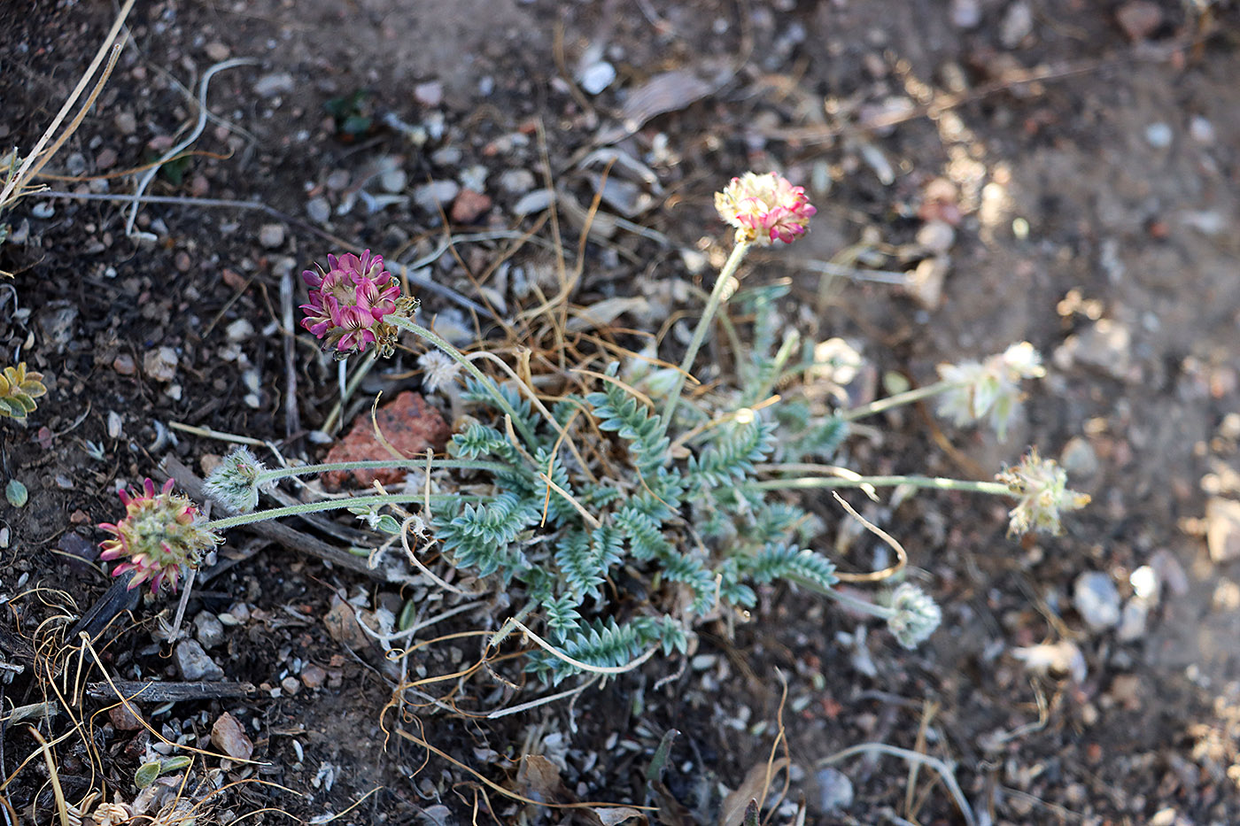 Изображение особи Oxytropis albovillosa.