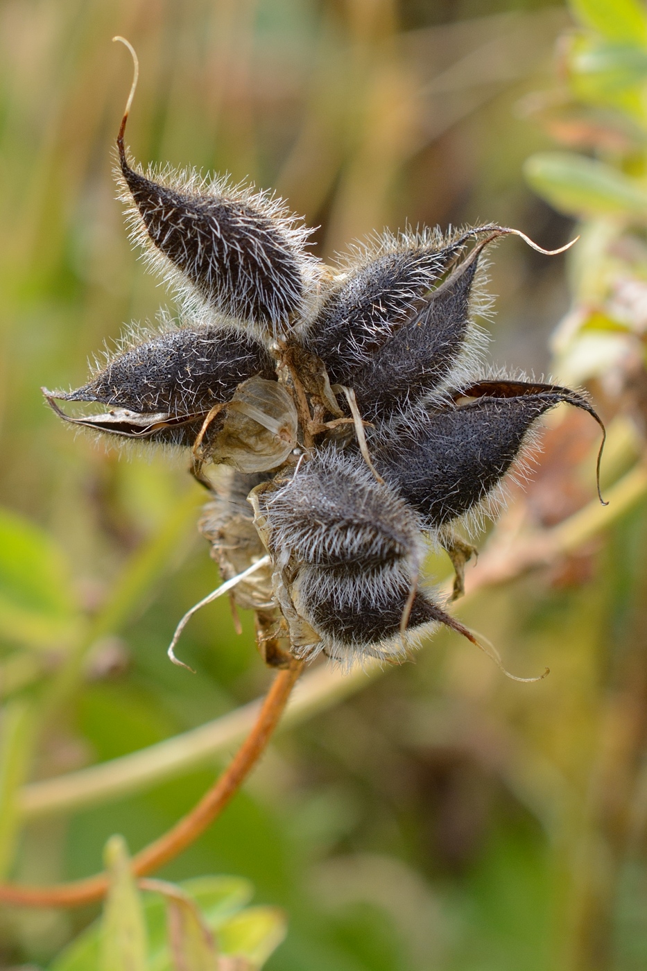 Image of Astragalus freynii specimen.