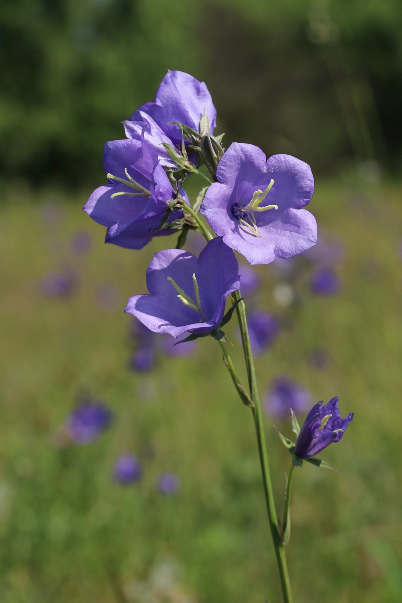 Image of Campanula persicifolia specimen.