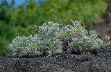 Artemisia schmidtiana